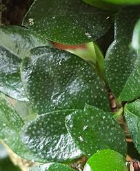 Fukien tea is a evergreen shrub with weeping branches, that can reach up to 4m high and same in fresh, well chopped leaves can be boiled for around 15 minutes, or dried crushed leaves can be. Fukien Tea What Are These Insects And What Can I Do Bonsai