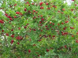 We did not find results for: Acerola Cherry Facts Health Benefits And Nutritional Value