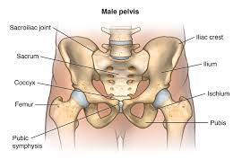 Each of the four corners where there isn't. Facts About The Spine Shoulder And Pelvis Johns Hopkins Medicine