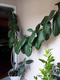 The cat, however is just fine. Can This Rubber Tree Be Fixed Gardening Landscaping Stack Exchange