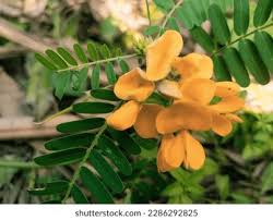 Image result for Sesbania macrantha