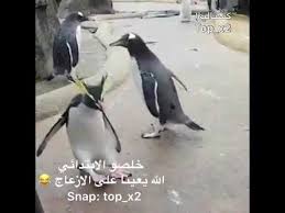 اجازة الابتدائي عطلنا عطلنا Youtube Animals Penguins