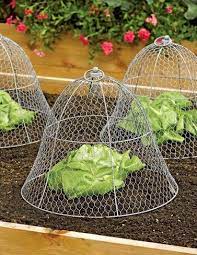 Amazon Com Gardener S Supply Company Sturdy Chicken Wire Cloche Plant Cover And Protection Garden Out In 2021 Garden Supplies Garden Beds Raised Garden Beds Diy