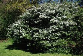 Image result for Crataegus