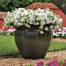 Free delivery for many products! Shock Wave Coconut Petunia Seeds Park Seed