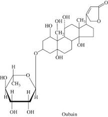 Image result for Acokanthera schimperi
