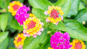 Some popular plants that bloom all year in florida are blanket flower, lantana, mexican heather, hibiscus, and ixora to name a few. Lantana Plants Care And Growing Guide