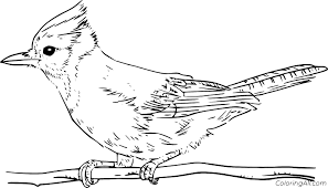 Blue jay coloring pages are a fun way for kids of all ages to develop creativity focus motor skills and color. Realistic Blue Jay Coloring Page Coloringall