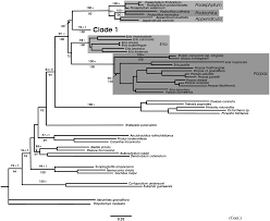 Image result for Stolzia kalkhof-roseae