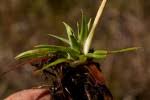 Image result for Eriocaulon mulanjeanum