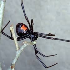 Venomous Spiders In Florida Florida Department Of