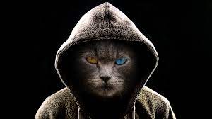 Choose from hundreds of free cat wallpapers. Cool Cat 4k Ultra Hd Wallpaper Hintergrund 3840x2160
