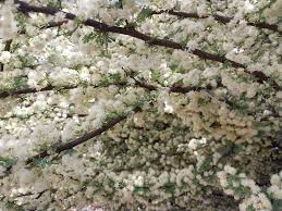 Image result for Salacia stuhlmanniana