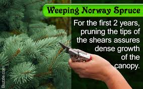 Both graceful and boldly upright, spruce takes on many different shapes in the landscape. Useful Tips On How To Prune And Care For A Weeping Norway Spruce Gardenerdy