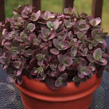 Image result for Coleus calycinus