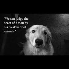 Pin On Pet Quotes