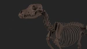 Wolf Skeleton 3d Model Obj Fbx Ma Mb Tga 22 3d Model Wolf 3d 3d Skeleton