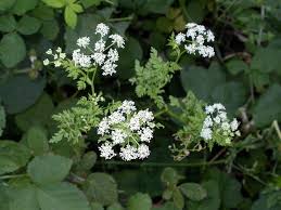 Image result for Conium