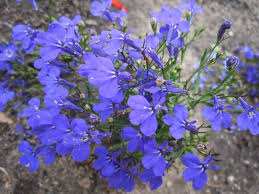 Image result for Lobelia pteropoda