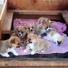 Check spelling or type a new query. Pembroke Welsh Corgi Puppies For Sale Home Facebook