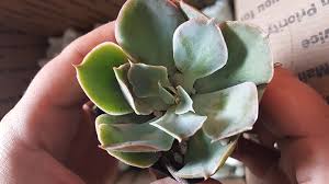 Valid and verified the succulent source deal, updated today: The Succulent Source Review Unboxing Video