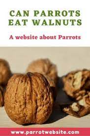 But first, let's look at what pecans are and pecans look like walnuts, but they are longer and slimmer in appearance. Parrots Diet What Do Parrots Eat