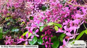 Image result for Congea