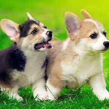 The corgi rescue only approves adoption applications coming from michigan, iowa, indiana, illinois, wisconsin. 3 Things To Know About Corgi Puppies Greenfield Puppies