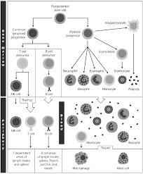 Maybe you would like to learn more about one of these? Http File Upi Edu Direktori Fpmipa Jur Pend Biologi 196805091994031 Kusnadi Buku Saku Biologi Sma 2ckusnadi Dkk Kelas Xi 12 S Imun Sistem Pertahanan Tubuh Pdf