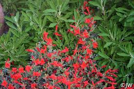 Image result for Epilobium salignum