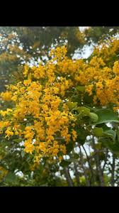 Image result for Pterocarpus rotundifolius