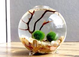 Pin By Lisa Edwards On Dyrk In 2021 Marimo Moss Ball Terrarium Marimo Moss Ball Marimo Moss