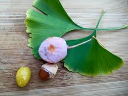 Find photos of ginko tree. The Foraged Foodie My First Time Trying Foraged Ginkgo Nuts From Identification To Eating And Preservation