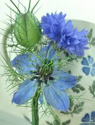 We did not find results for: Buttonhole Wild Flowers Uk Blue Wedding Flowers Beautiful Flowers