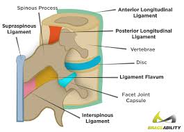 It is very stiff, and the thoracic spine has a limited range of ligaments are the strong, flexible bands of tissue that link bones, and tendons connect muscles to bones. Torn Pulled Strained Back Muscles What You Didn T Know