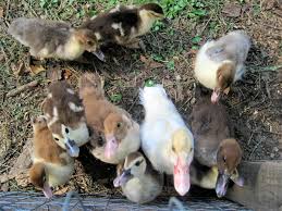 The pallet duck coop and run. 10 Considerations For Your Backyard Duck Coop Insteading