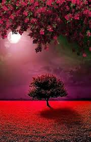 Love Roses Are Red Photo Beautiful Nature Wallpaper Nature Beautiful Nature
