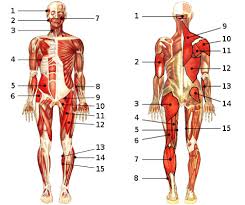 Below are two human body muscle diagrams, showing the front and back of the body. Free Anatomy Quiz The Muscular System Section