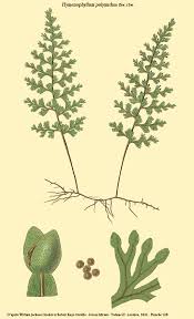 Image result for Hymenophyllum mossambicense