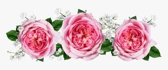 Ver más ideas sobre rosas, rosas exoticas, rosas bonitas. Rosas Flores Acuerdo Arranjo De Flores Rosa Png Transparent Png Kindpng