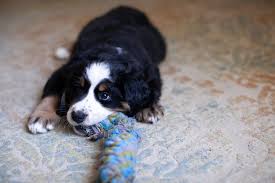 At the end of the day, you know your. How To Stop An Aggressive Puppy Biting The Quick Easy Way