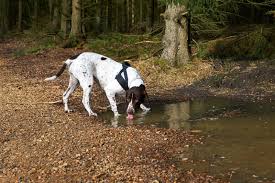 Lungenwurmer Beim Hund Masterdog Expertentipp