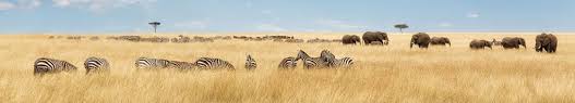 Gleich buchen& günstige angebote sichern! Kenia Urlaub Afrika Gunstig Buchen Rewe Reisen
