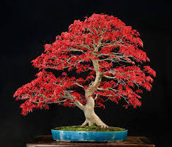 Maybe you would like to learn more about one of these? Two Maple Bonsai Looking Kind Of Good Today Bonsai Bark