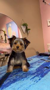 Image result for yorkshire haircut