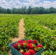 Strawberry Picking Fields Photography Strawberry Picking Strawberry Picking Pictures Strawberry Picking Photography