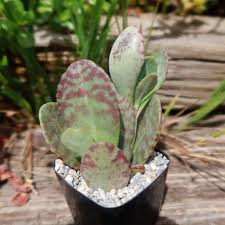 Image result for Kalanchoe humilis