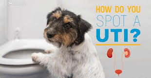 Top 3 Herbal Remedies For Utis In Dogs Dogs Naturally Dog Uti Dogs Uti