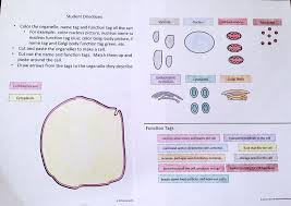 Supports and protects organelles in the cell. Http Jaredlambclassroom Weebly Com Uploads 6 1 9 3 6193090 Letsbuildananimalcell Pdf