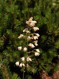 Image result for Heuchera cylindrica Greenfinch